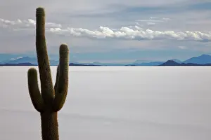Salar: Awash in the golden color of sunset
