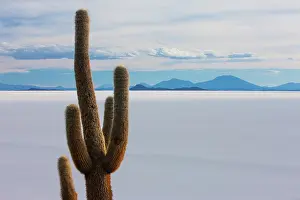 Salar: Awash in the golden color of sunset