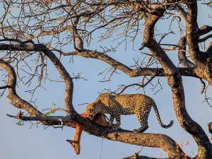 Transborder: Awesome leopard (Panthera pardus) in a tree with