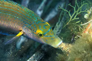 Lutjanus: Axillary wrasse (Symphodus mediterraneus) aspiring