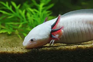 Axolotls: Axolotl