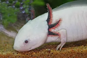 Axolotls: Axolotl