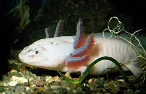 Axolotls: Axolotl