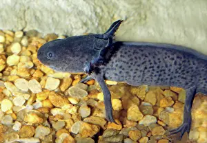 External: Axolotl