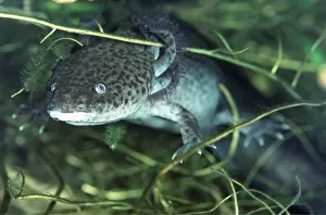 Chris Martin Bahr: AXOLOTL