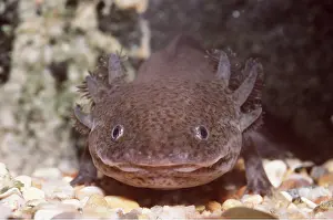 Salamander: AXOLOTL