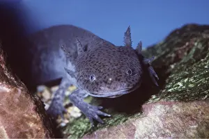Larvae: AXOLOTL
