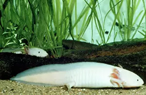 Salamander: Axolotl