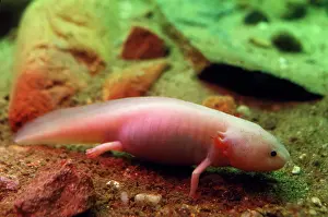 Axolotls: Axolotl - albino specimen