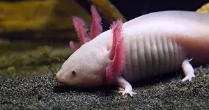 Mexican: Axolotl (ambystoma mexicanum)