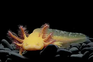 Guttata: Axolotl (Ambystoma mexicanum) on black background