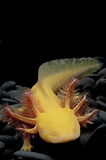 Guttata: Axolotl (Ambystoma mexicanum) on black background