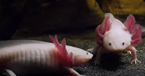 Mexican: Axolotl (ambystoma mexicanum), Pair