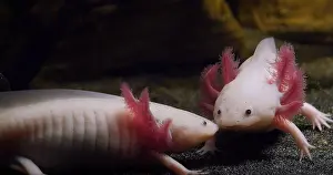 Mexican: Axolotl (ambystoma mexicanum), Pair