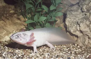 Salamander: AXOLOTL - FULL BODY
