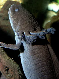 Axolotls: Axolotl: brown form of neotenous larva