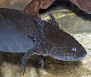 Axolotls: Axolotl - larval form