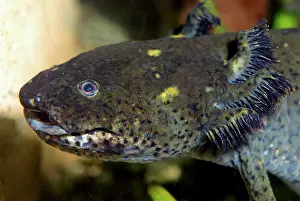 External: Axolotl - neotenous larva with external gills