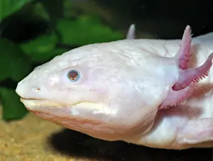 External: Axolotl - neotenous larval form showing external gills