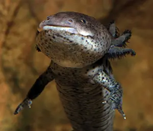 External: Axolotl - neotenous larval form, shows external