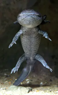 External: Axolotl - neotenous larval form, shows external