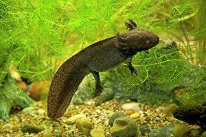 Axolotls: Axolotl - swimming in aquarium