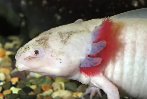 Axolotls: Axolotl: white form of neotenous larva