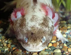 Axolotls: Axolotl: white form of neotenous larva