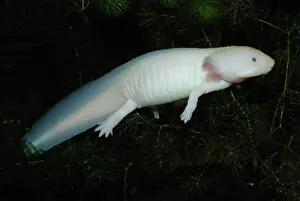 External: Axolotl. white neotenous larva showing external