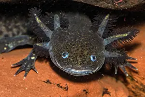 Mexicanum: Axolotyl, Ambystoma mexicanum, endangered species