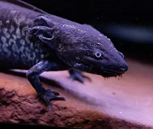 Mexicanum: Axolotyl, Ambystoma mexicanum, endangered species