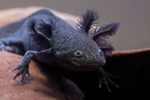 Mexicanum: Axolotyl, Ambystoma mexicanum, endangered species