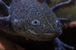 Mexicanum: Axolotyl, Ambystoma mexicanum, endangered species