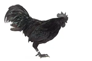 Wattles: Ayam Cemani Chicken Cockerel / Rooster