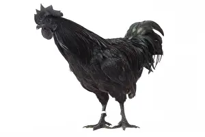Wattles: Ayam Cemani Chicken Cockerel / Rooster