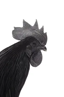 Wattles: Ayam Cemani Chicken Cockerel / Rooster