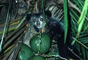 Elizabeth Bomford: AYE-AYE