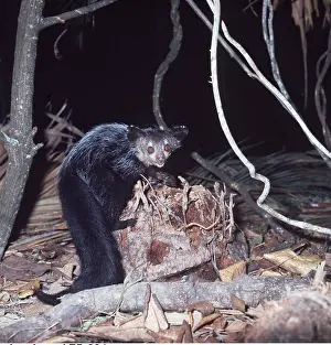 Ayes: AYE-AYE