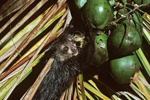 Elizabeth Bomford: AYE-AYE