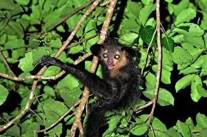 Ayes: Aye-aye