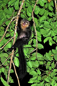 Ayes: Aye-aye