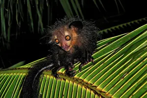 Ayes: Aye-aye