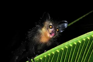Ayes: Aye-aye