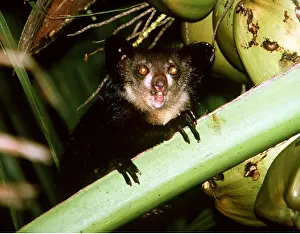 Ayes: Aye-aye