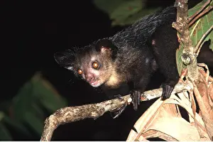 Ayes: AYE-AYE - on branch