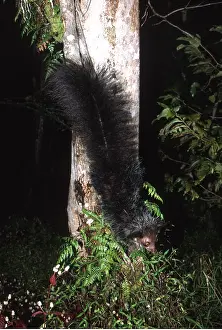 Showing: AYE-AYE - climbing down tree showing long bushy tail