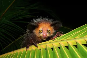 Ayes: Aye-Aye (Daubentonia madagascariensis) on a palm