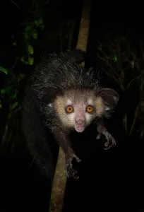 Madagascariensis: Aye-aye (Daubentonia madagascariensis) in the rainforests