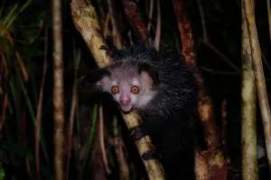 Madagascariensis: Aye-aye (Daubentonia madagascariensis) in the rainforests