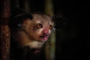 Madagascariensis: Aye-aye (Daubentonia madagascariensis) in the rainforests